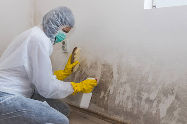 Forensic Mold Investigation in Salem, VA